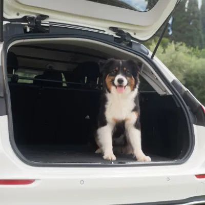 Car dividers for dogs: understanding legal requirements